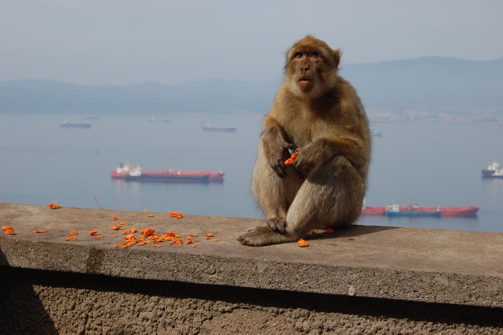 Nikon D40 sample photo. Monkey, toque, gibraltar photography