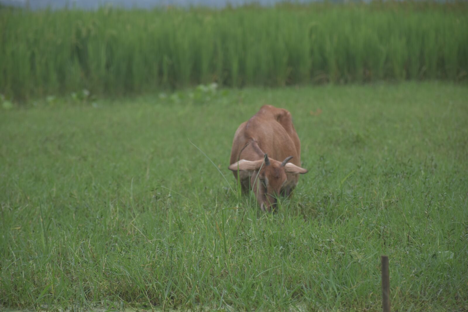 Nikon D5600 sample photo. Goat, feeding, scanario photography