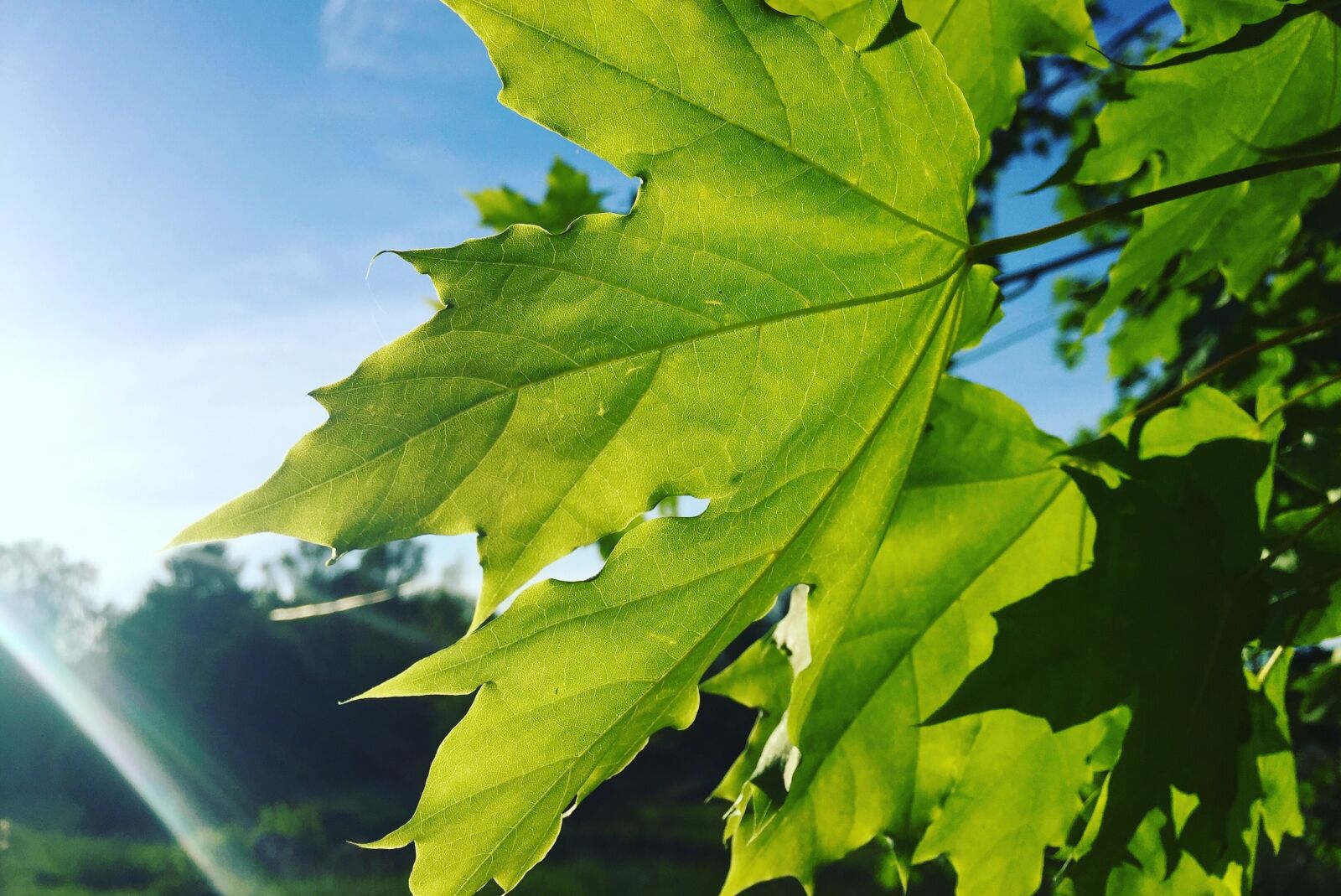 iPhone 6 back camera 4.15mm f/2.2 sample photo. Leaf, tree, maple photography