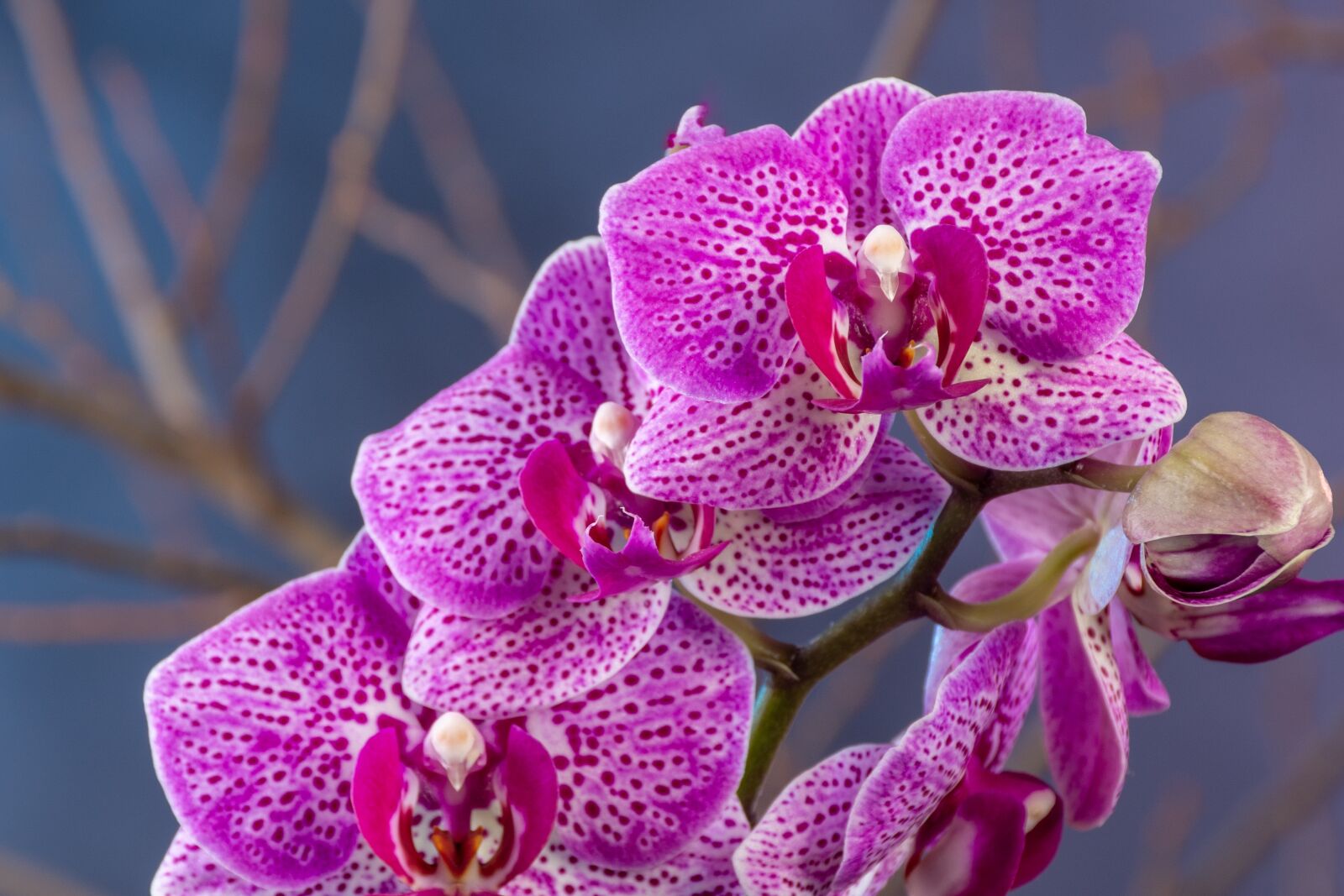 Nikon D7200 sample photo. Flowers, orchid, tropical photography