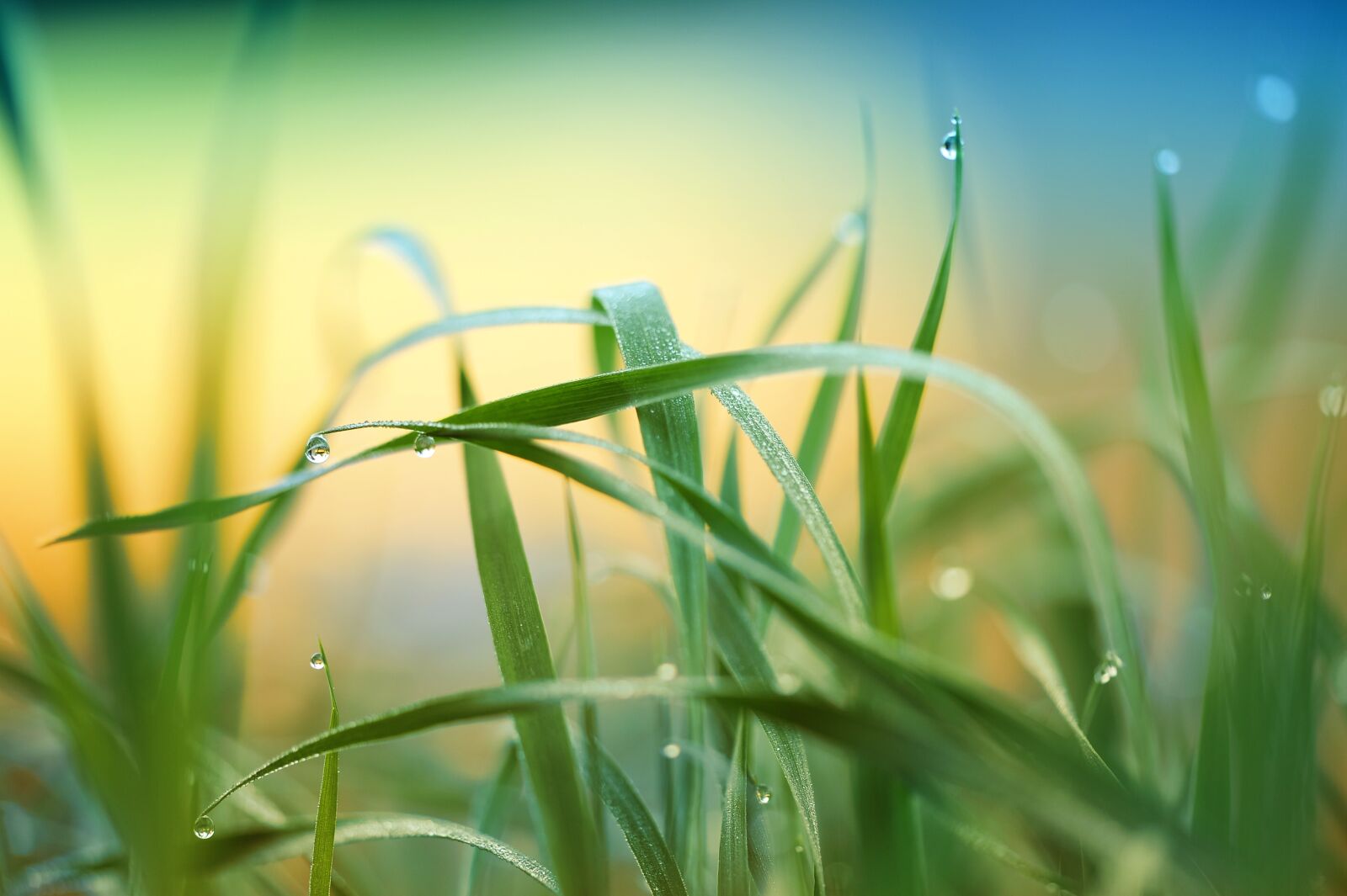 Nikon D3S sample photo. Grass, plant, meadow photography