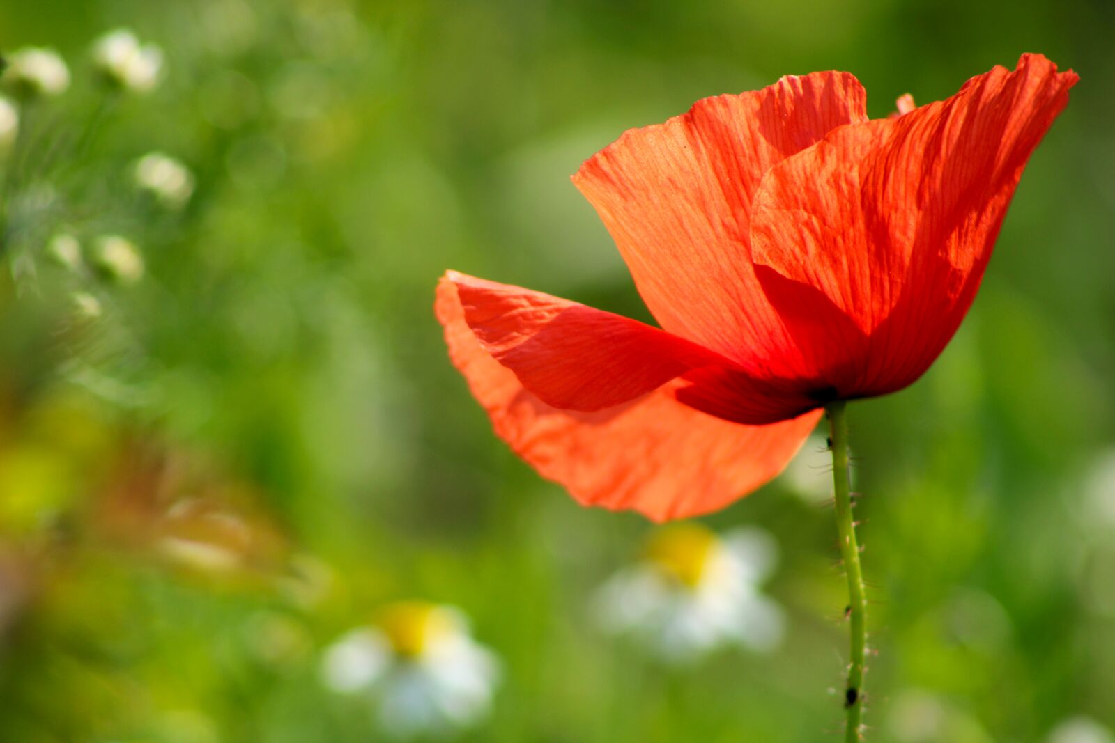 Canon EOS 2000D (EOS Rebel T7 / EOS Kiss X90 / EOS 1500D) sample photo. Red, red poppy, poppy photography