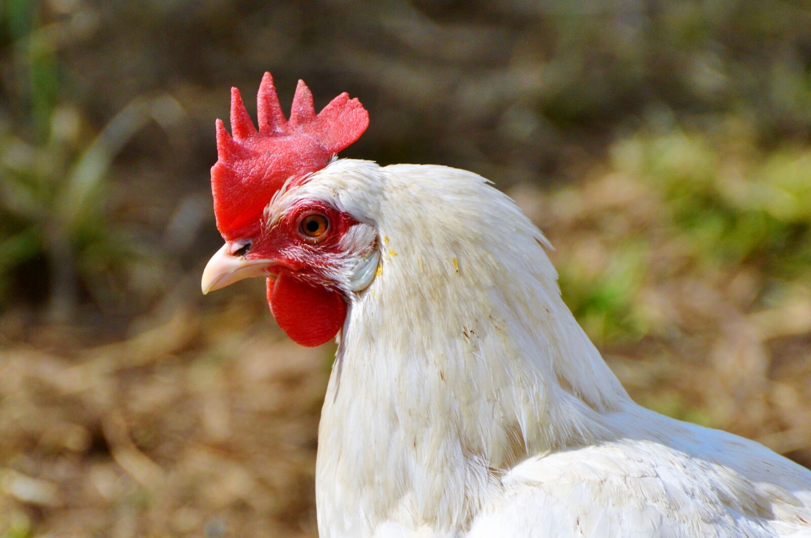 Nikon D3200 sample photo. Chicken, hen, poultry photography