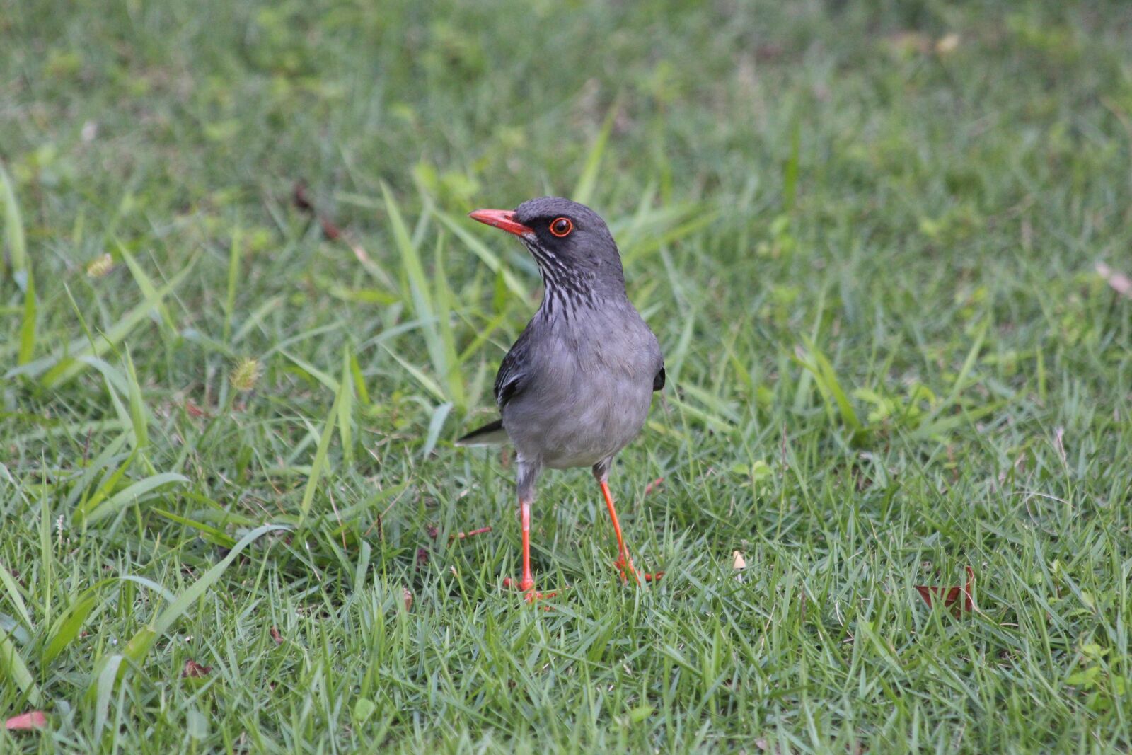 Canon EOS 650D (EOS Rebel T4i / EOS Kiss X6i) sample photo. Red-legged thrush, turdus plumbeus photography