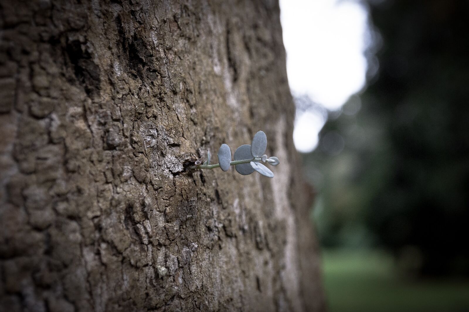 Nikon D90 sample photo. Tree, nature, landscape photography