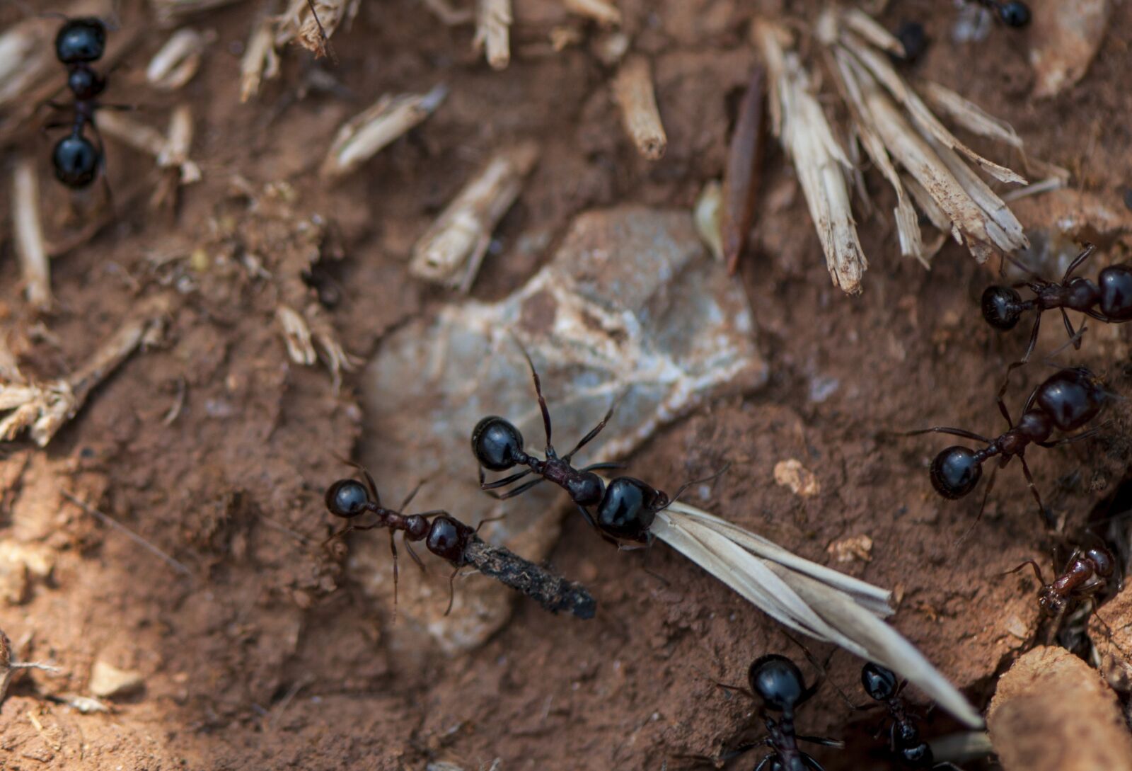 Nikon D300S sample photo. Ant, macro, transport photography