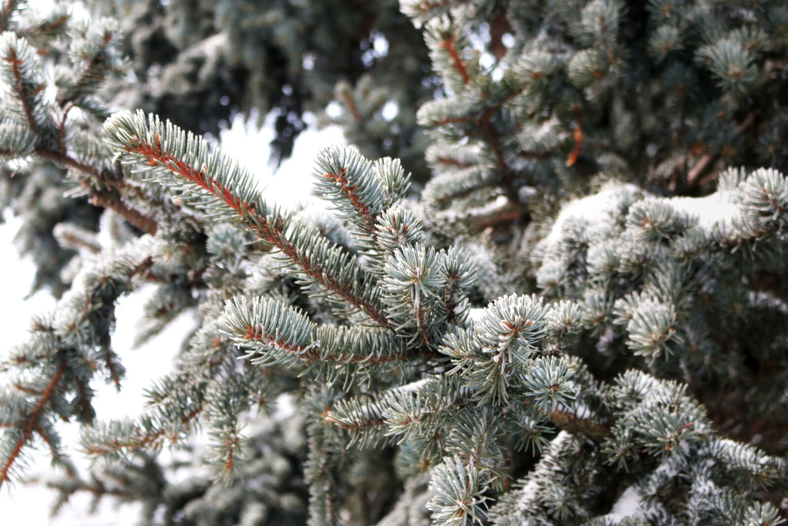 Canon EOS 70D sample photo. Pine, pine tree, leaves photography