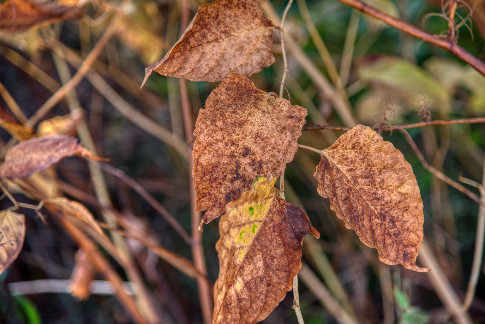 Nikon D750 sample photo. Autumn, season, fall color photography