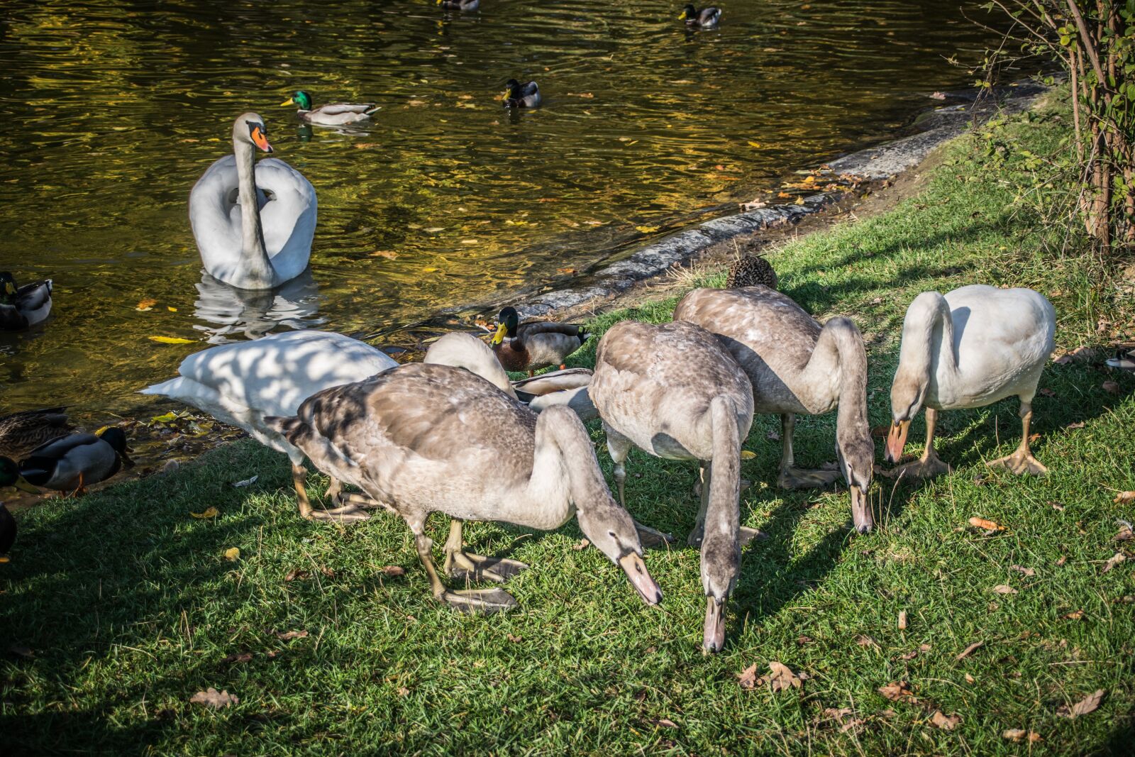 Nikon D5300 sample photo. Water, birds, swan photography