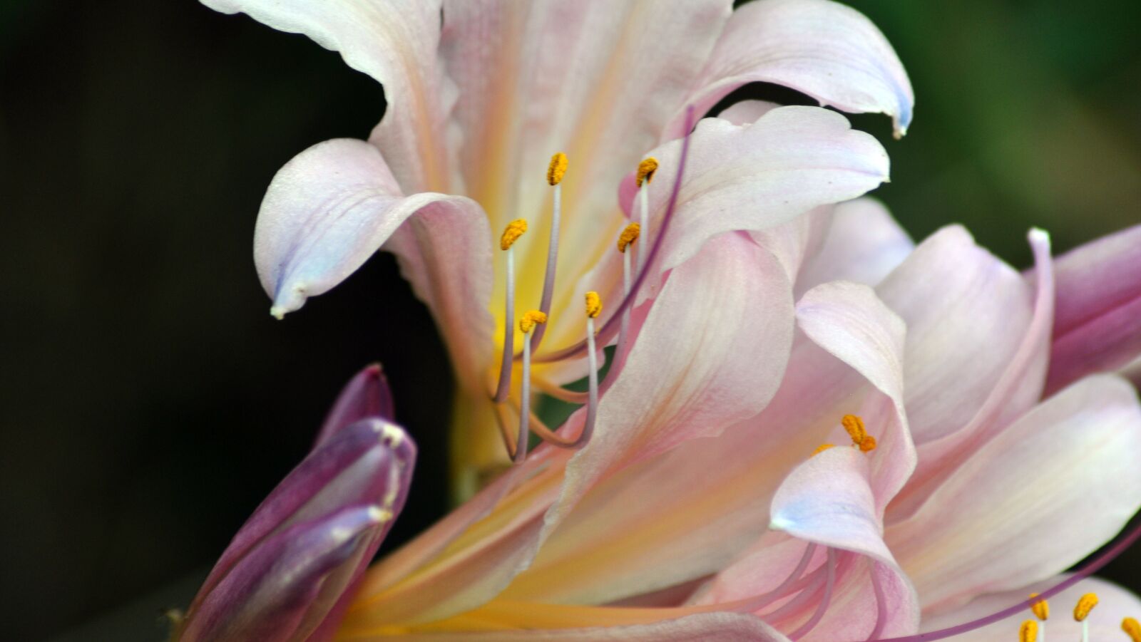 Nikon D90 sample photo. Natural, plant, flowers photography