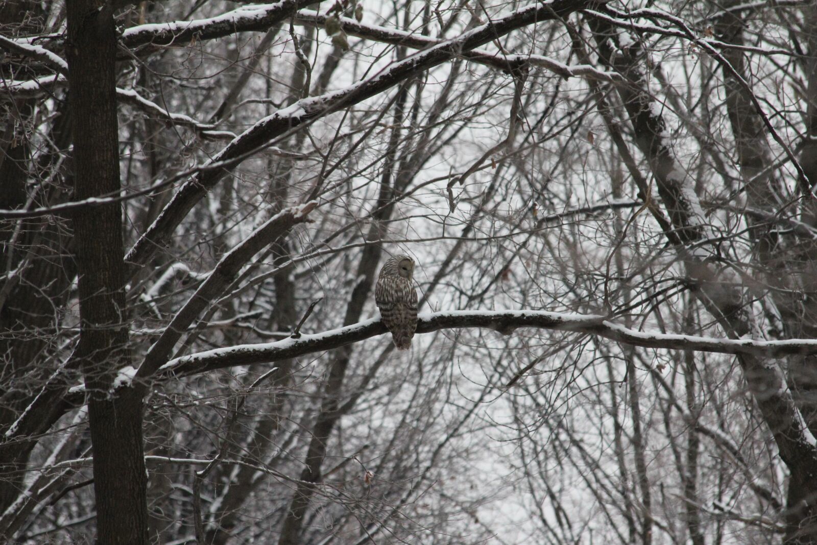 Canon EOS 550D (EOS Rebel T2i / EOS Kiss X4) sample photo. Owl, forest, bird photography