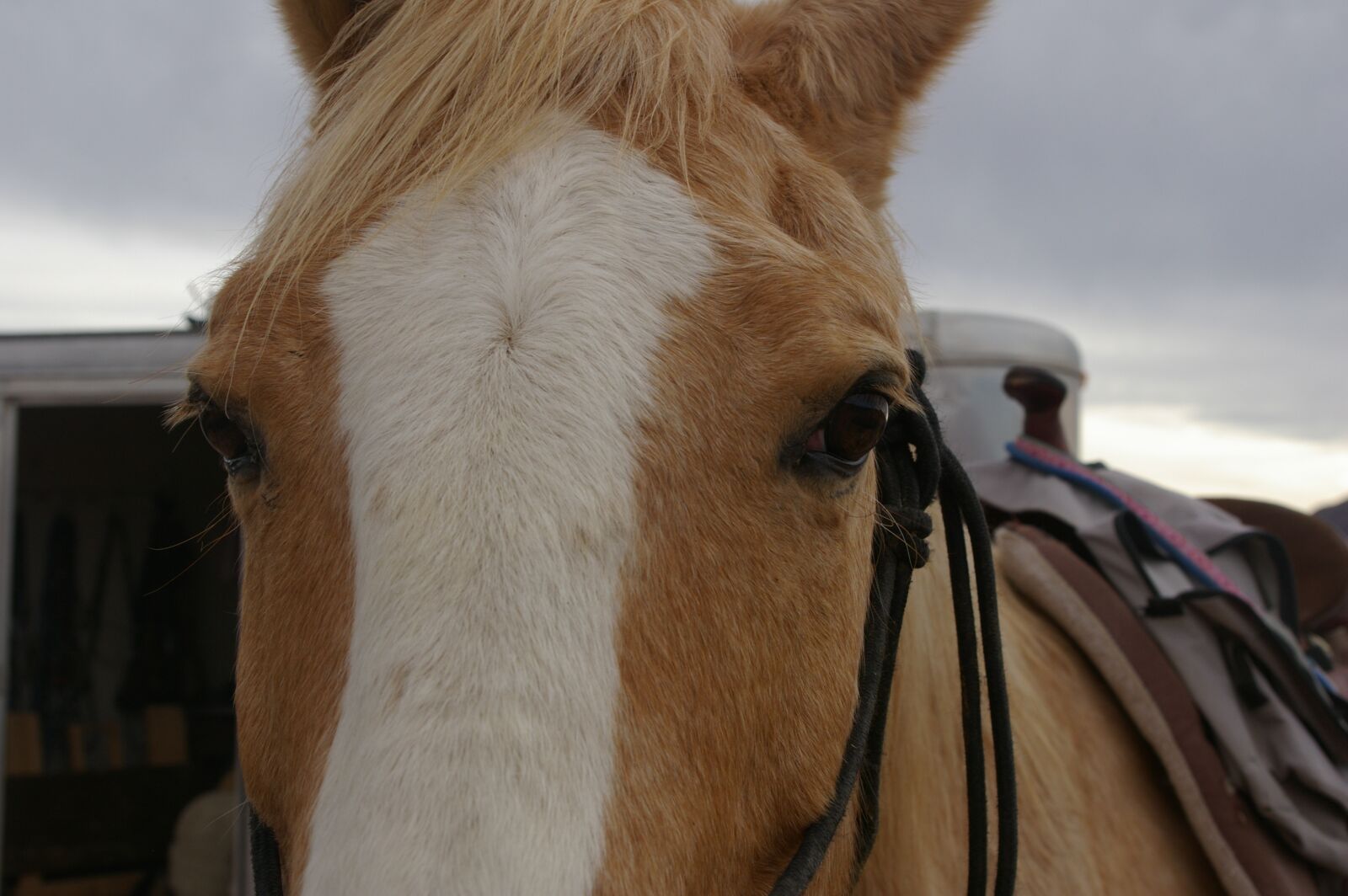 Pentax K100D Super sample photo. Horse, eyes, animal photography