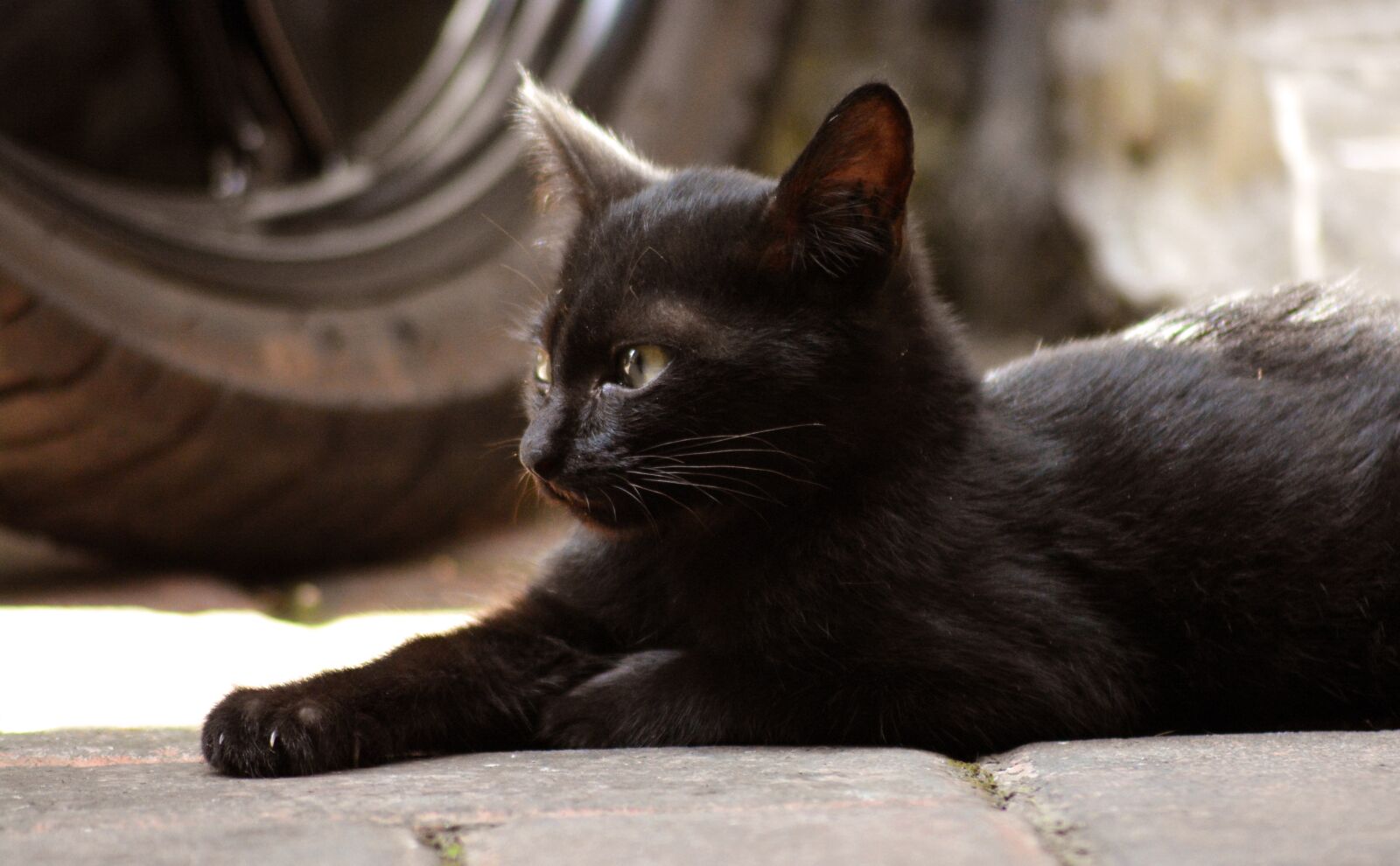 Nikon D5200 sample photo. Cat, stray, kitten photography