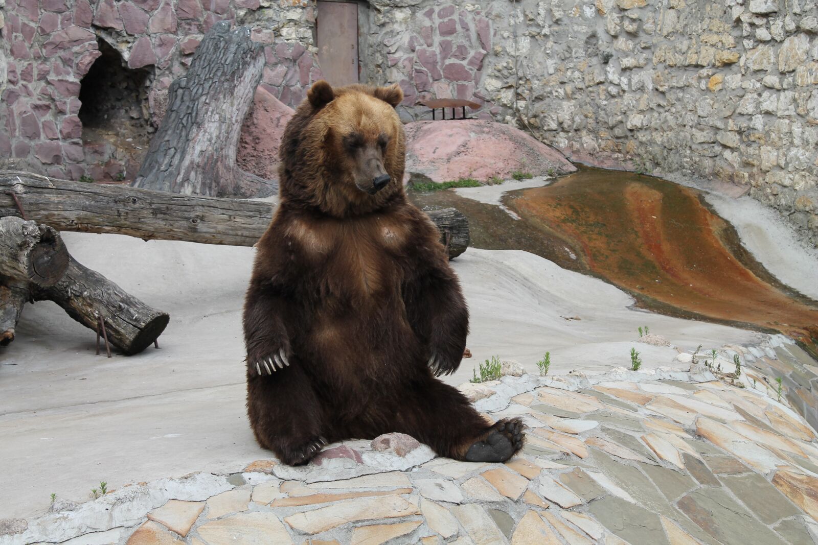Canon EOS 1100D (EOS Rebel T3 / EOS Kiss X50) sample photo. Bear, brown bear photography