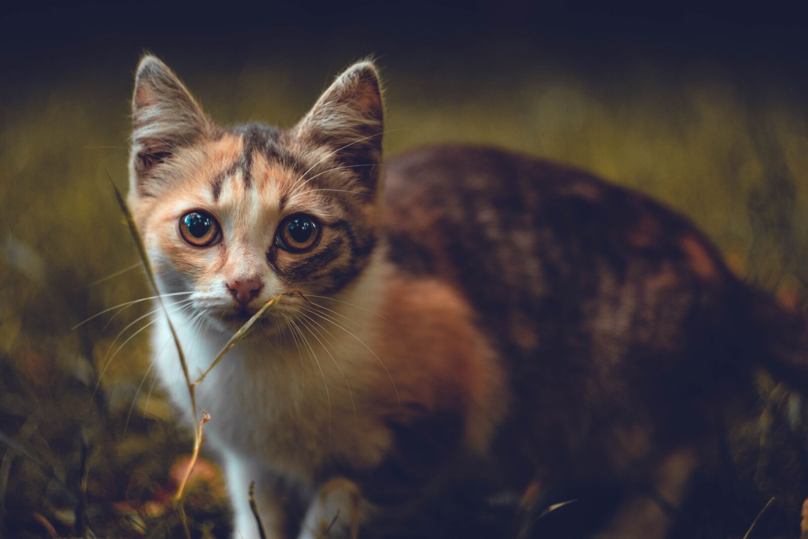 Fujifilm X-T20 sample photo. Cat, calico cat, pet photography