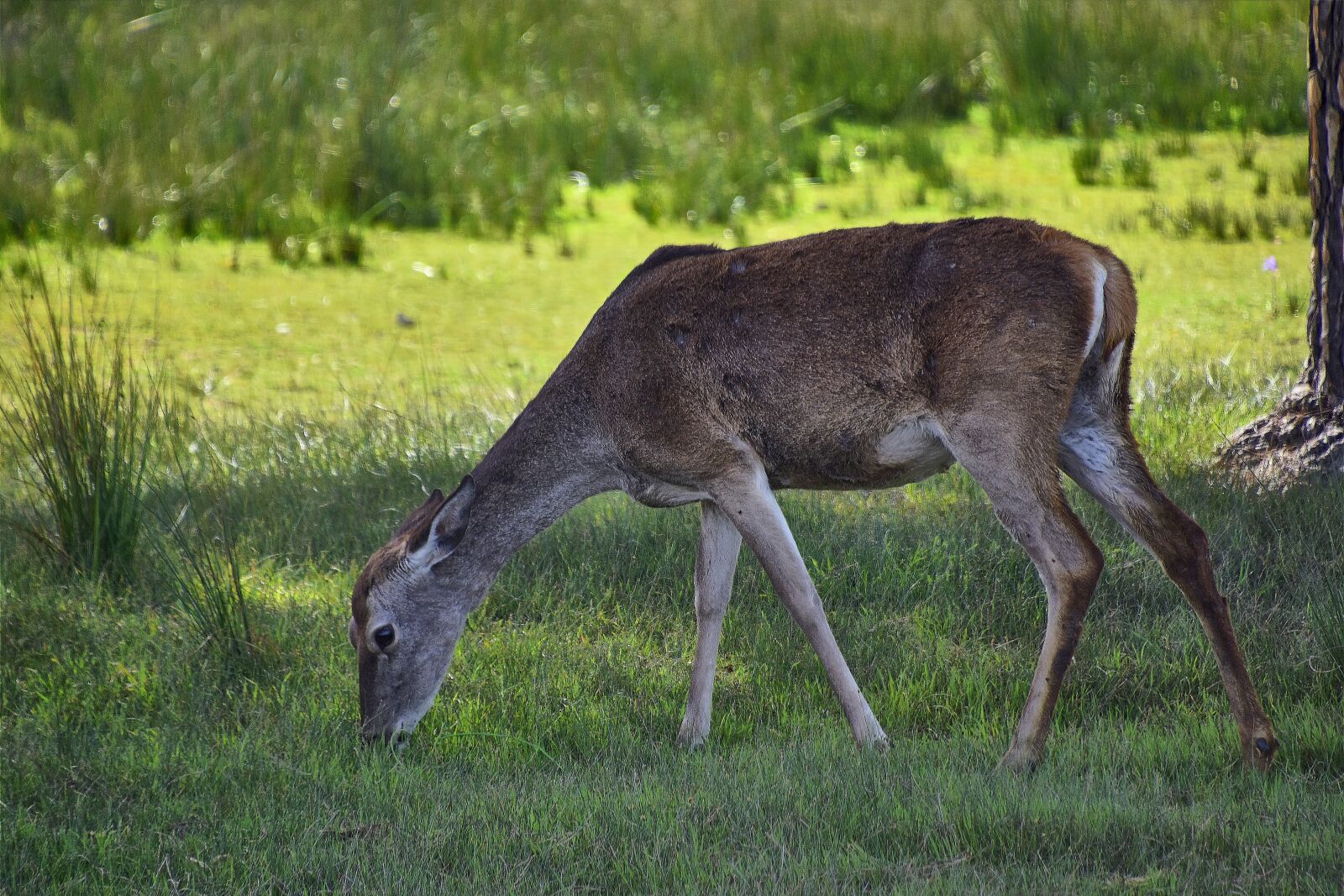 Nikon D7200 sample photo. Deer, nature, animals photography