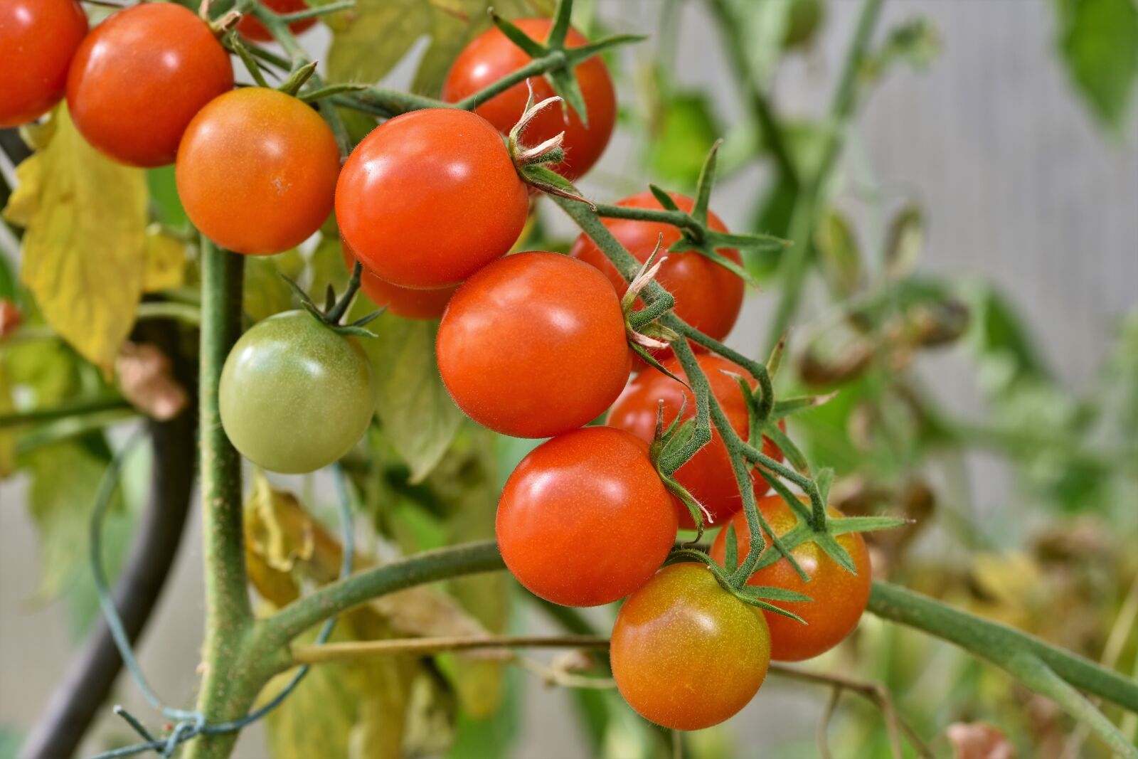 Nikon D7200 sample photo. Tomatoes, panicle tomato, bush photography