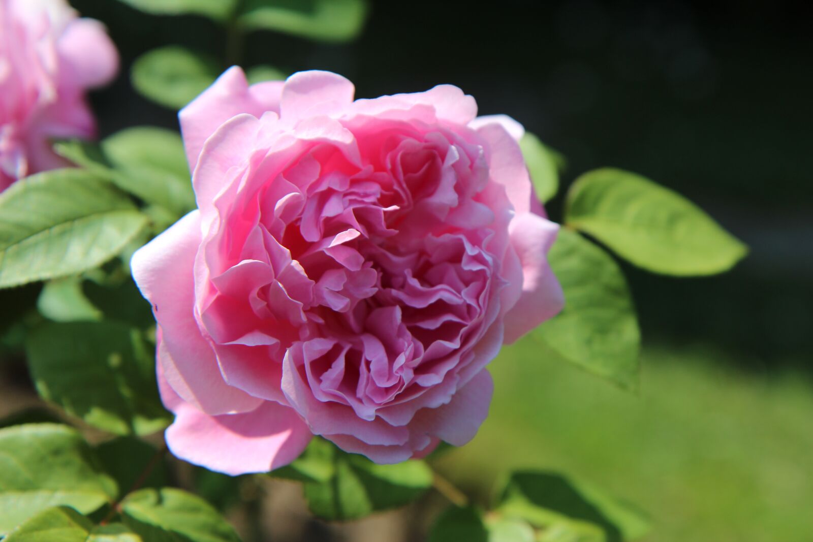 Canon EOS 600D (Rebel EOS T3i / EOS Kiss X5) sample photo. Pink, english rose, rosebush photography