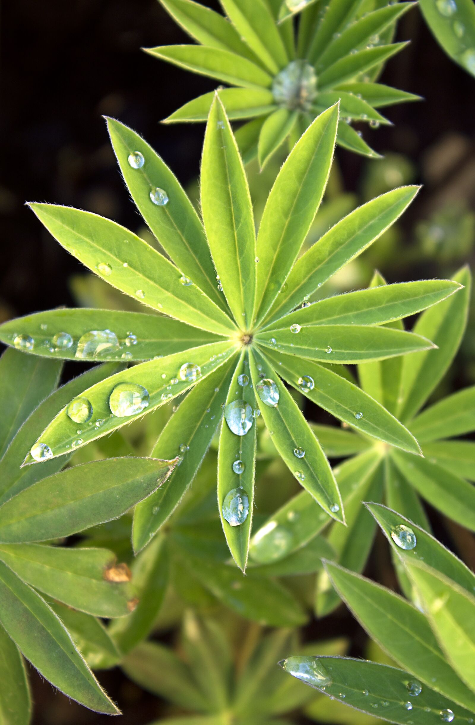 Canon EOS 1100D (EOS Rebel T3 / EOS Kiss X50) sample photo. Lupine, drop of water photography