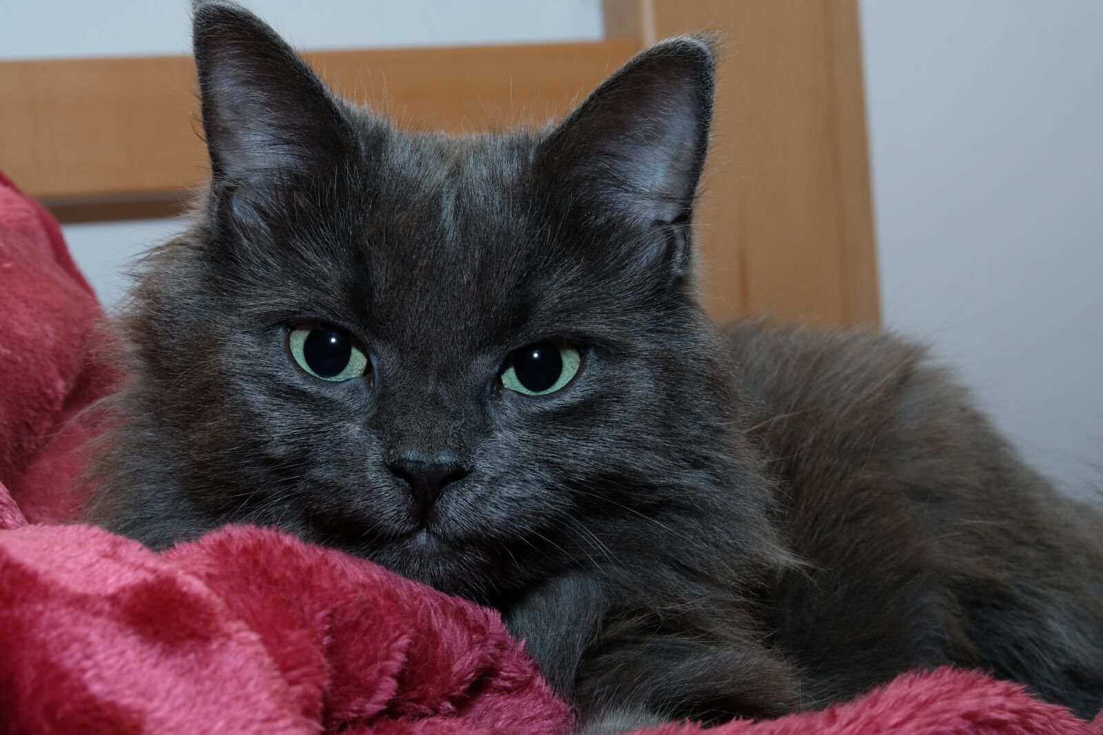 Fujifilm X-T20 sample photo. Cat, pet, gray cat photography