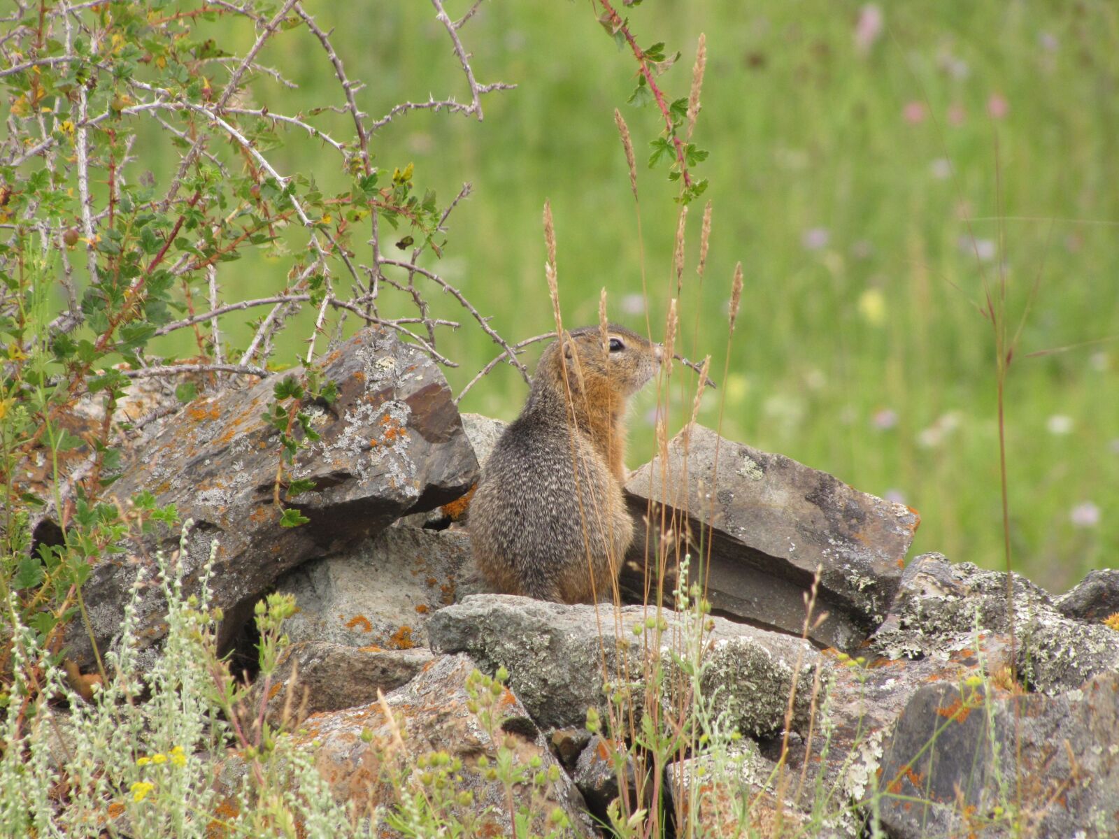 Canon PowerShot SX20 IS sample photo. Russia, altai, landscape photography