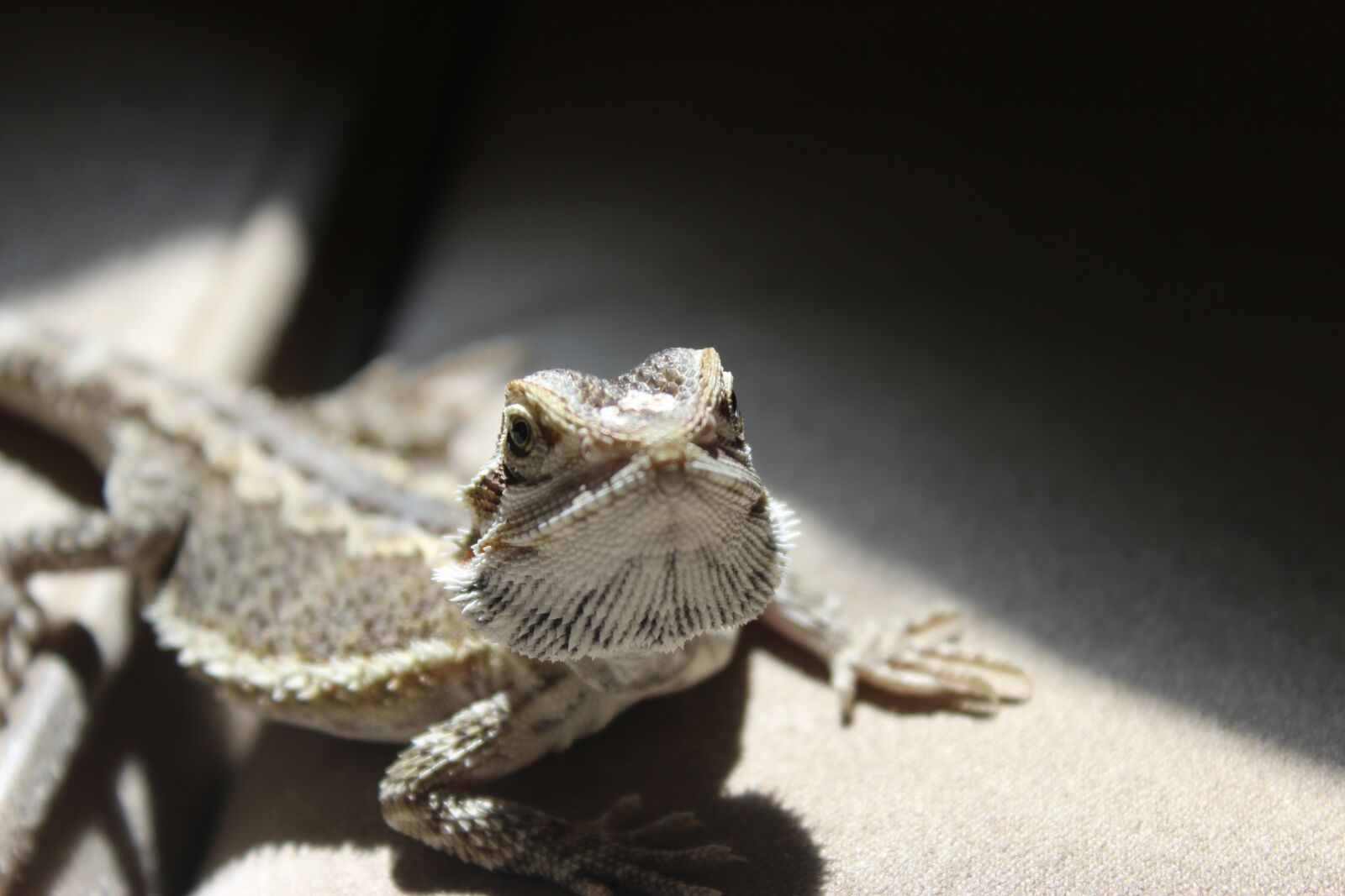 Canon EOS 600D (Rebel EOS T3i / EOS Kiss X5) sample photo. Lizard, baby, animal photography
