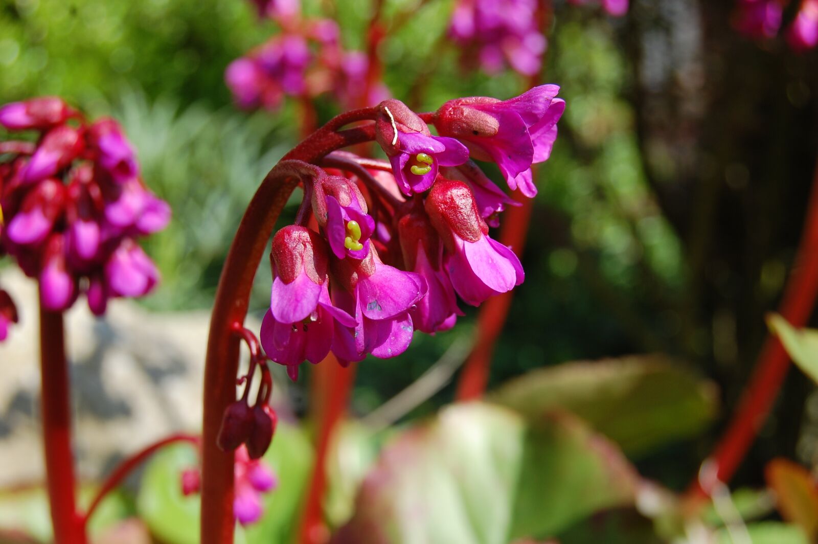 Nikon D40 sample photo. Flower, original, fuschia photography