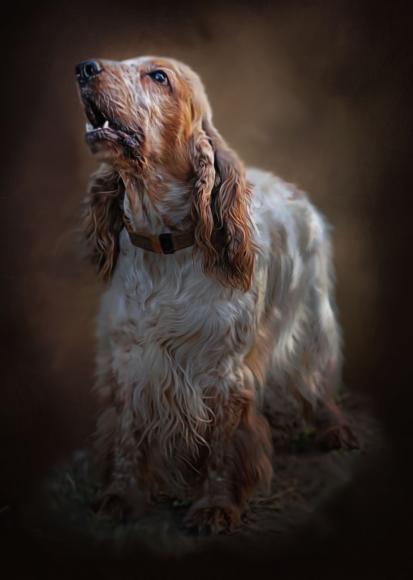Canon EOS 550D (EOS Rebel T2i / EOS Kiss X4) sample photo. Spaniel, dog, breed photography