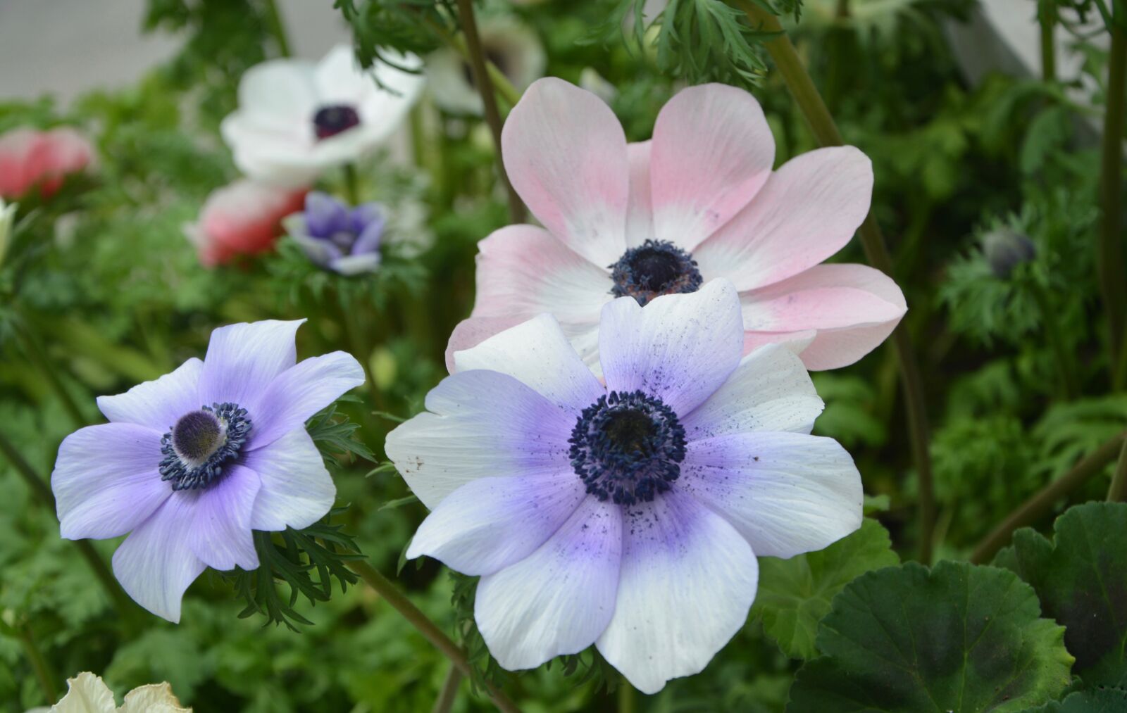 Nikon D5200 sample photo. Flower, flowers anemones, pastel photography