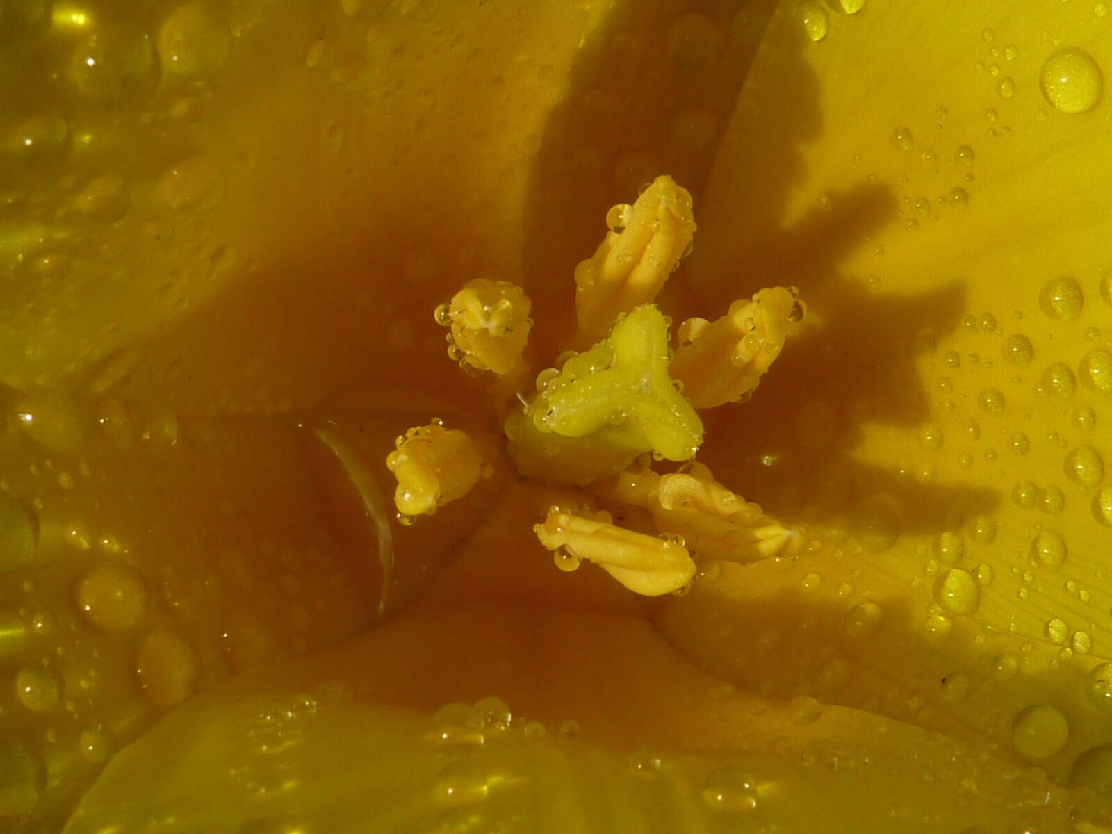Panasonic Lumix DMC-ZS1 (Lumix DMC-TZ6) sample photo. Flower, tulip, yellow photography