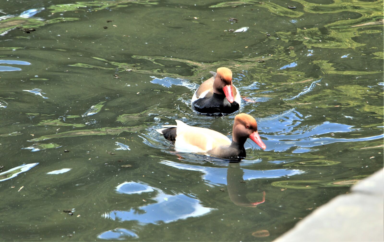 Canon EOS 4000D (EOS Rebel T100 / EOS 3000D) sample photo. Waterbird, nature, wildlife photography