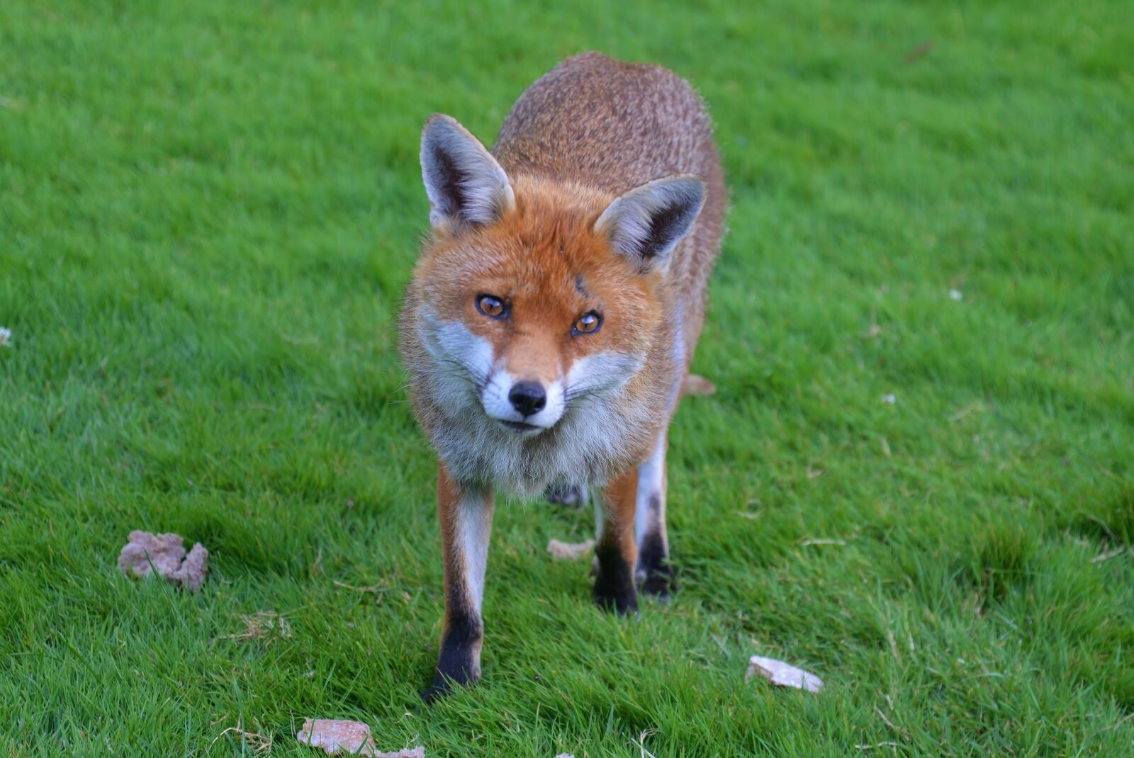 Nikon D800 sample photo. Fox, wildlife, nature photography