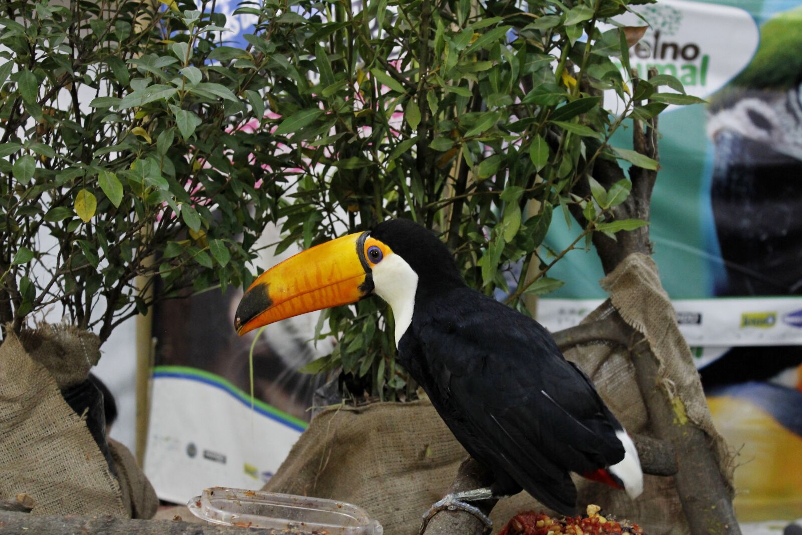 Canon EOS 1200D (EOS Rebel T5 / EOS Kiss X70 / EOS Hi) sample photo. Toucan, animal, bird photography