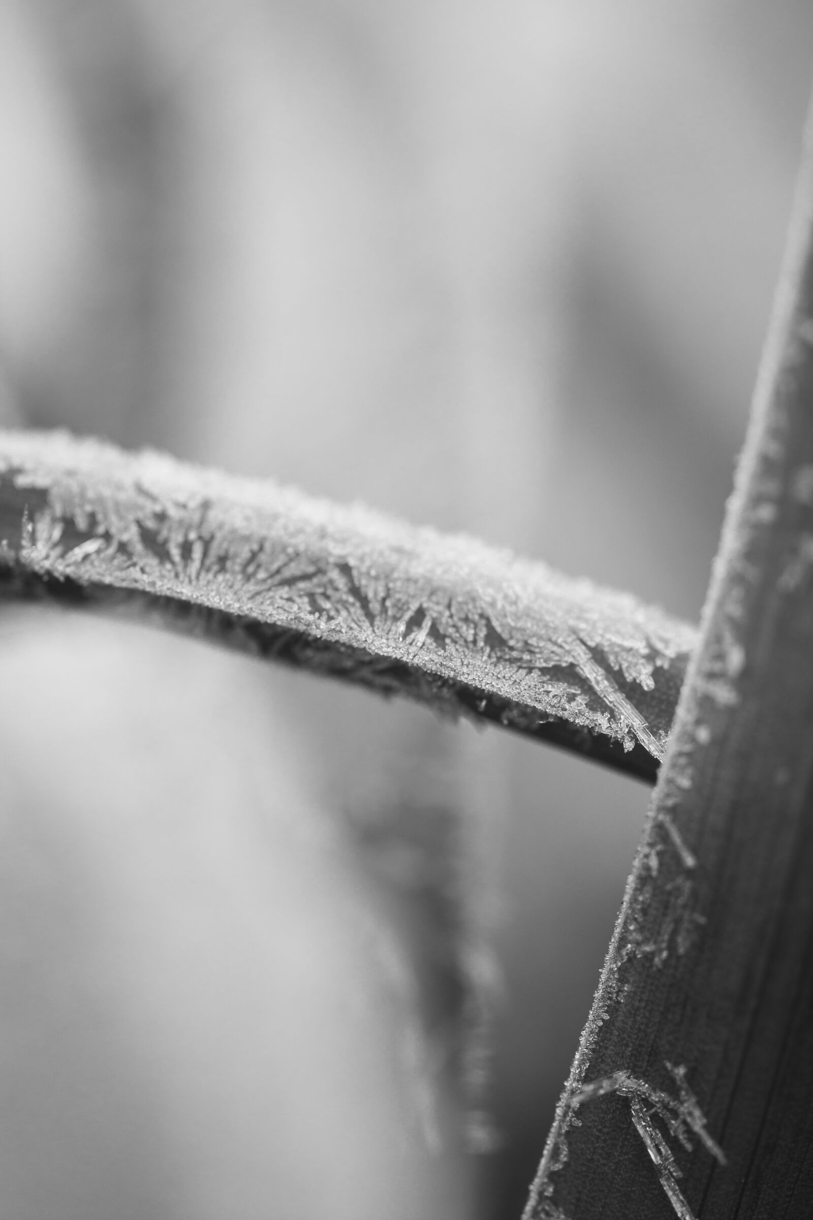 Canon EOS 70D sample photo. Ice, cold, frozen photography
