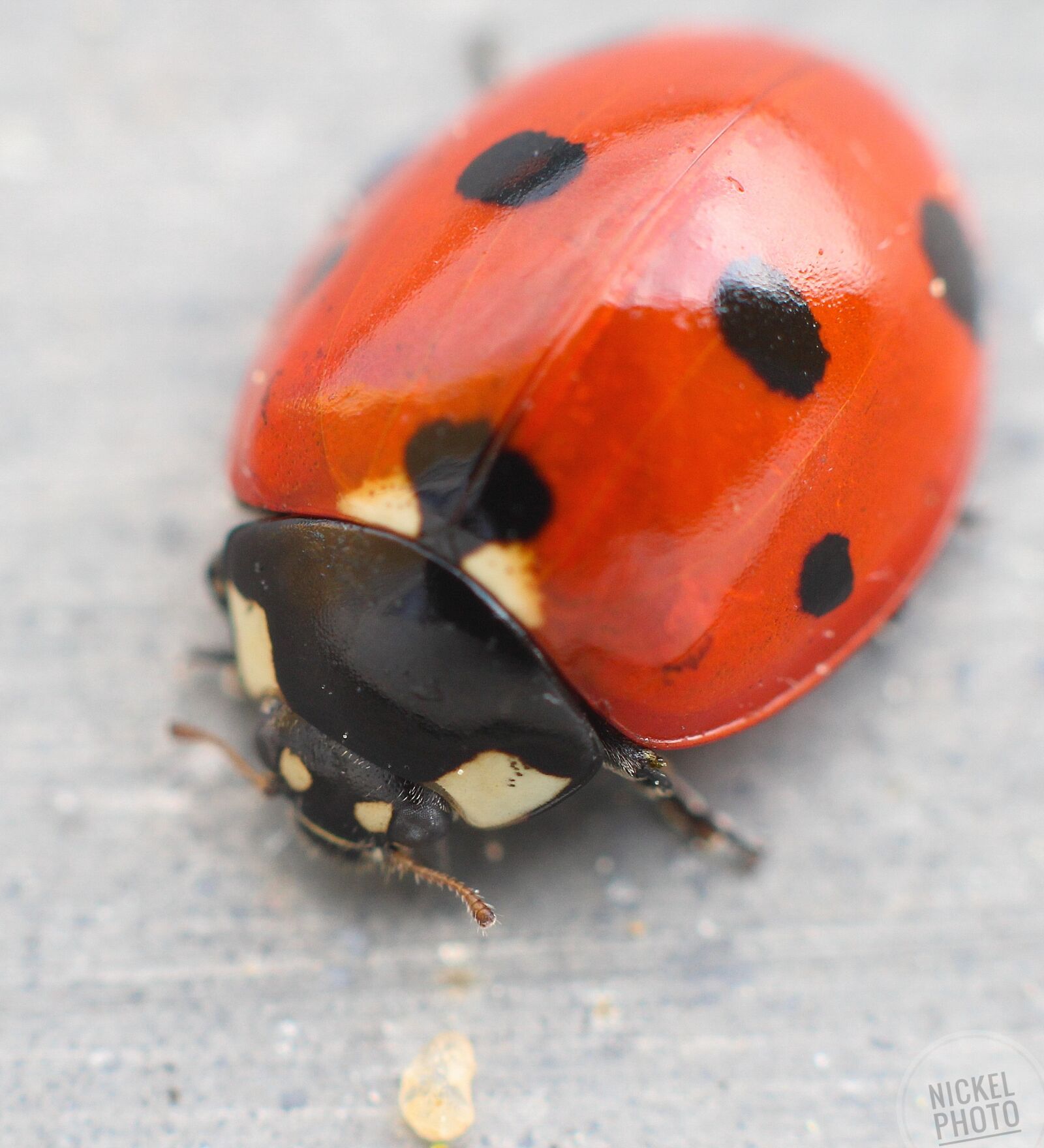 Canon EOS 1200D (EOS Rebel T5 / EOS Kiss X70 / EOS Hi) + Canon EF 50mm F1.8 STM sample photo. Ladybug, red, black photography