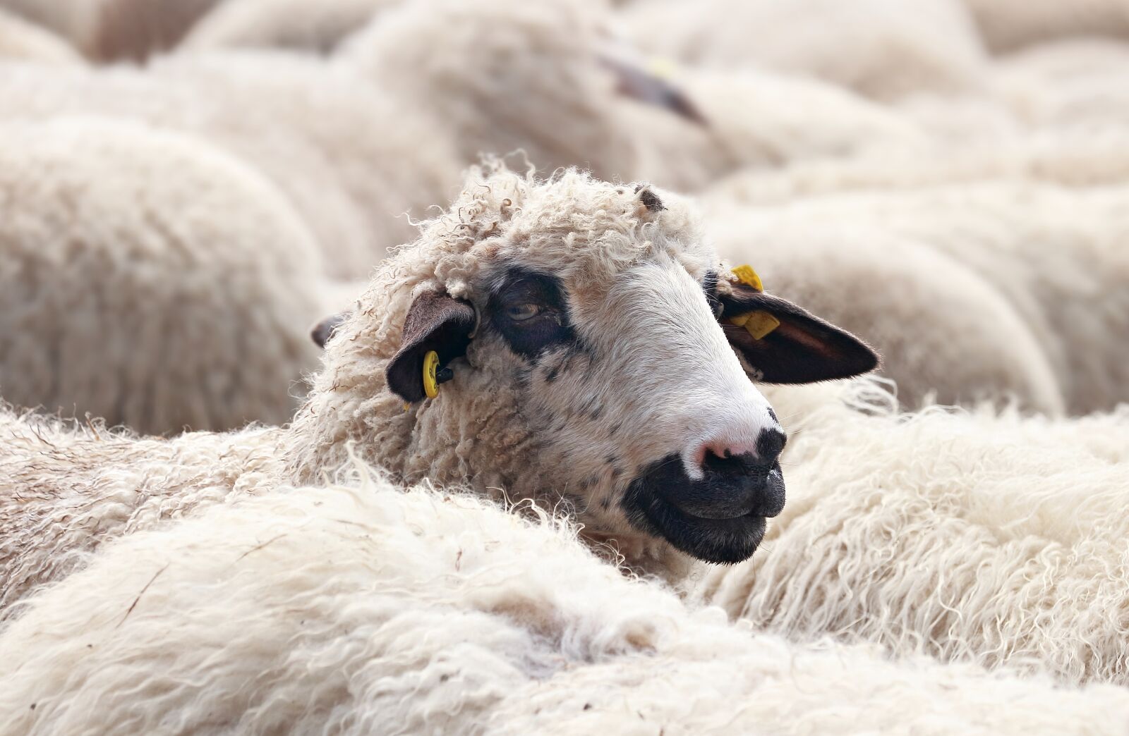 Canon EOS 80D sample photo. Sheep, flock of sheep photography