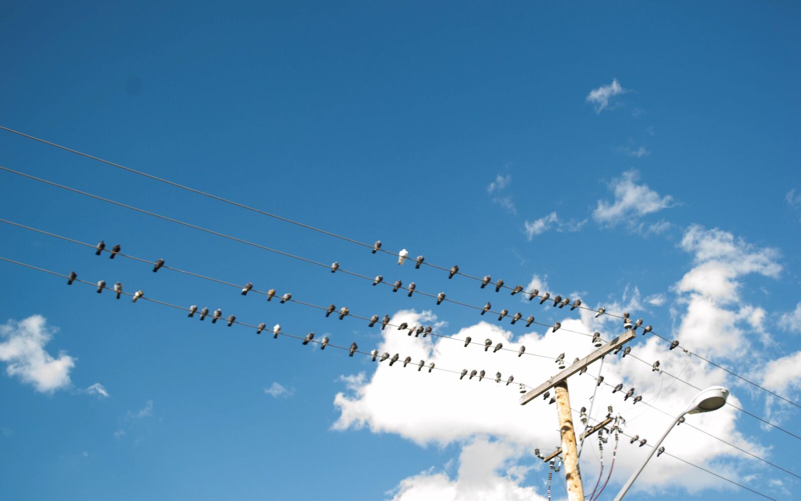 Nikon D3100 sample photo. Abstract, bird, birds, on photography