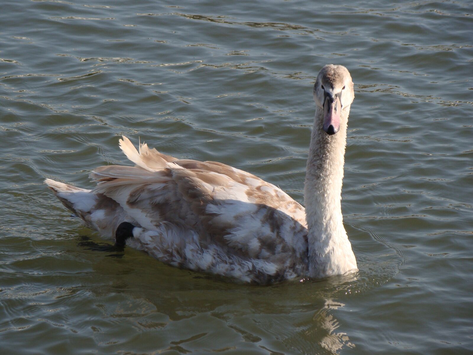 Sony Cyber-shot DSC-H50 sample photo. Swan, bird, water photography