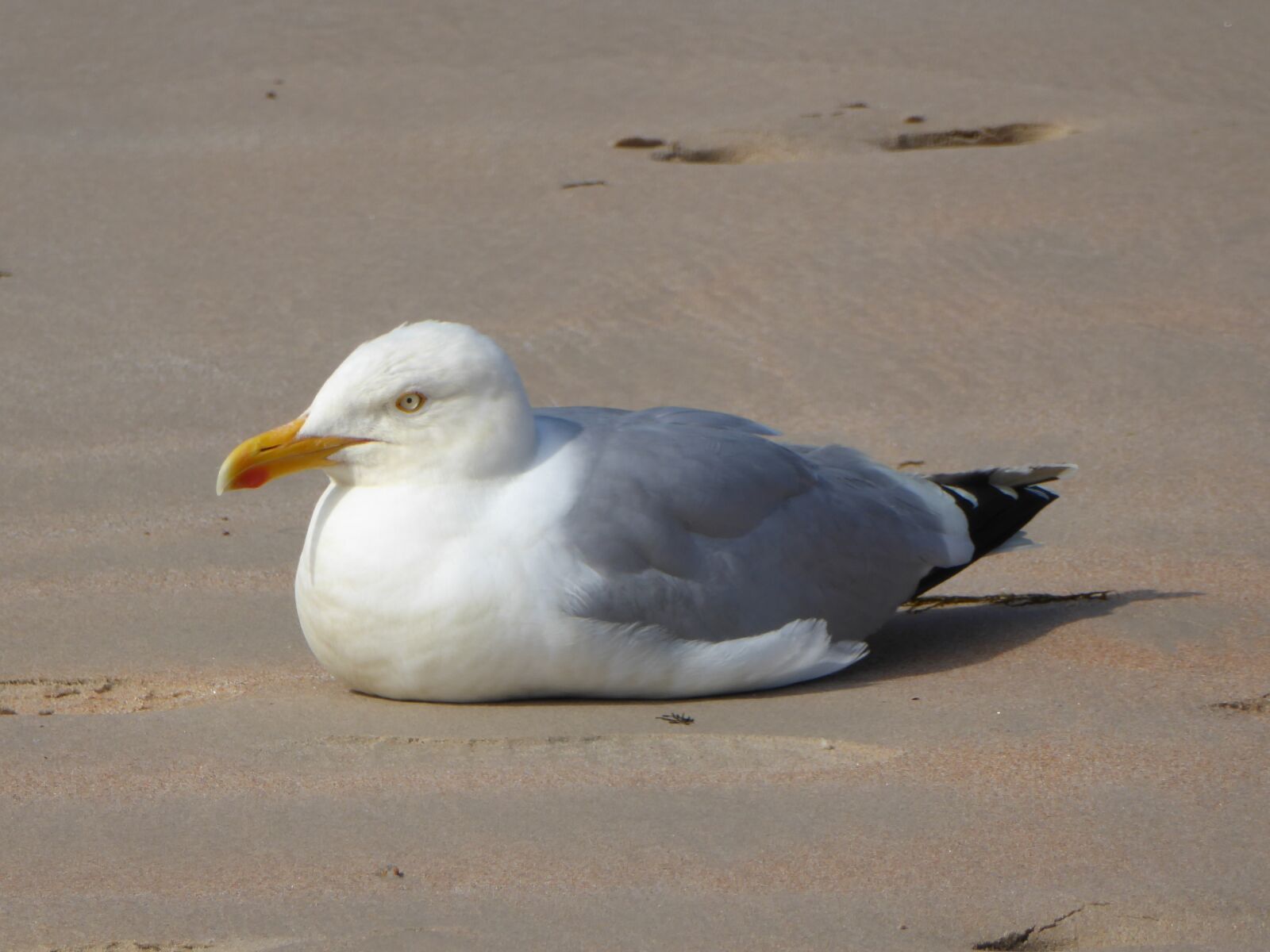 Panasonic DMC-TZ71 sample photo. Seagull, beach, sea photography