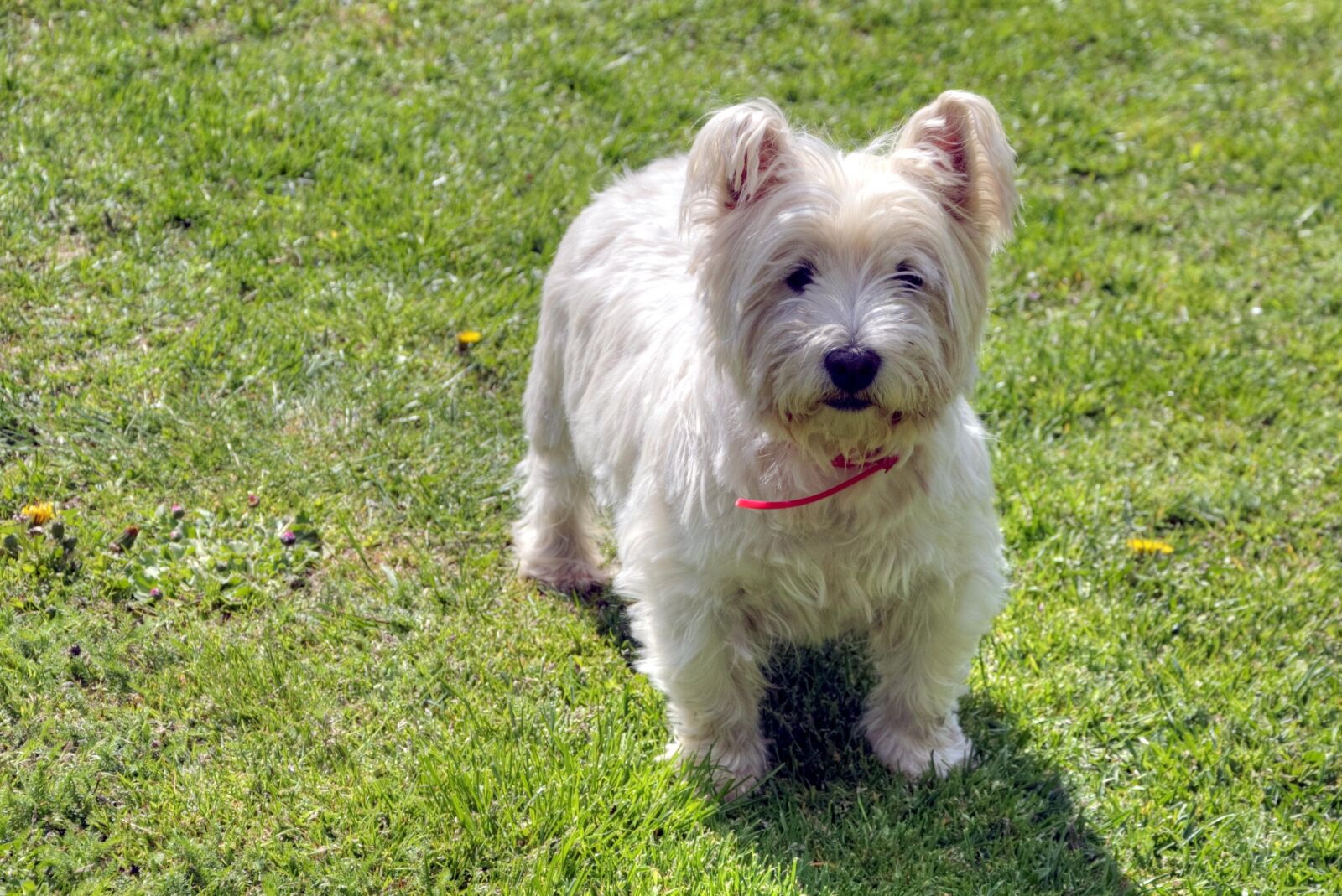Nikon D5000 sample photo. Dog, west highland white photography