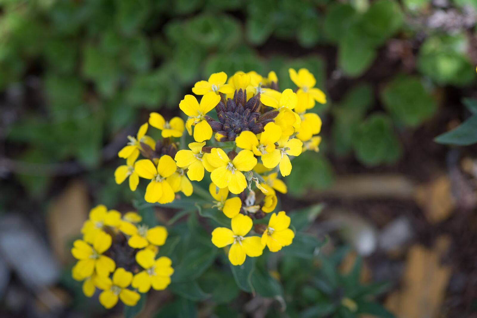 Nikon D750 sample photo. Flower, yellow, rock stone photography