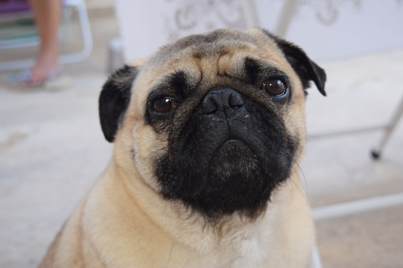 Nikon D3300 sample photo. Dog, pet, animal photography