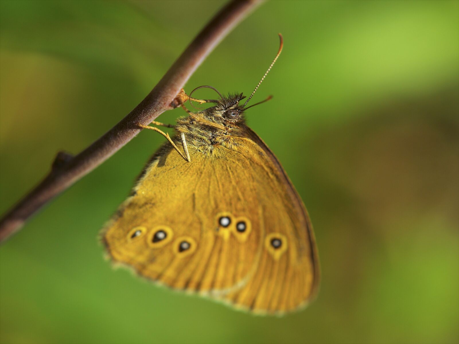 Olympus E-420 (EVOLT E-420) sample photo. Butterfly, insect, nature photography