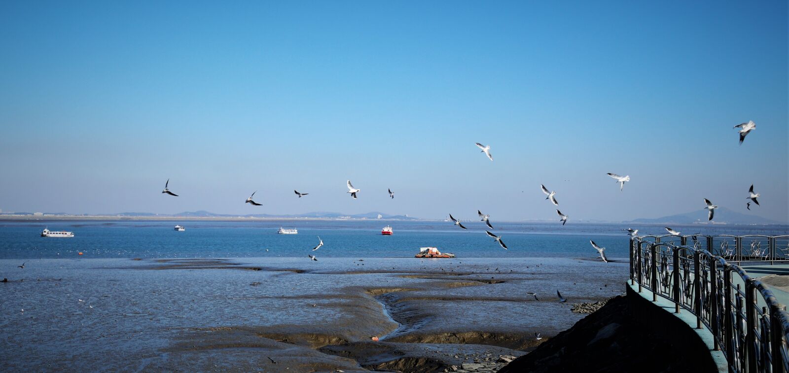 Canon EOS 800D (EOS Rebel T7i / EOS Kiss X9i) sample photo. Sea, seagull, tidal photography