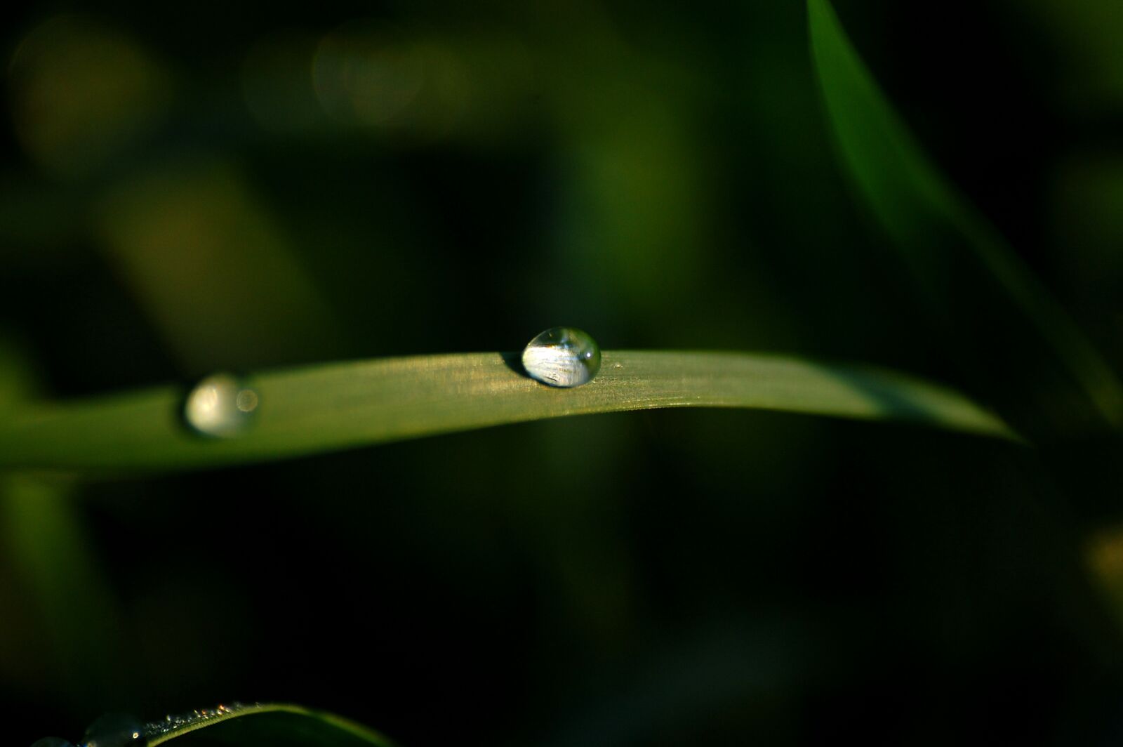 Nikon D40 sample photo. Water, drop, drops photography