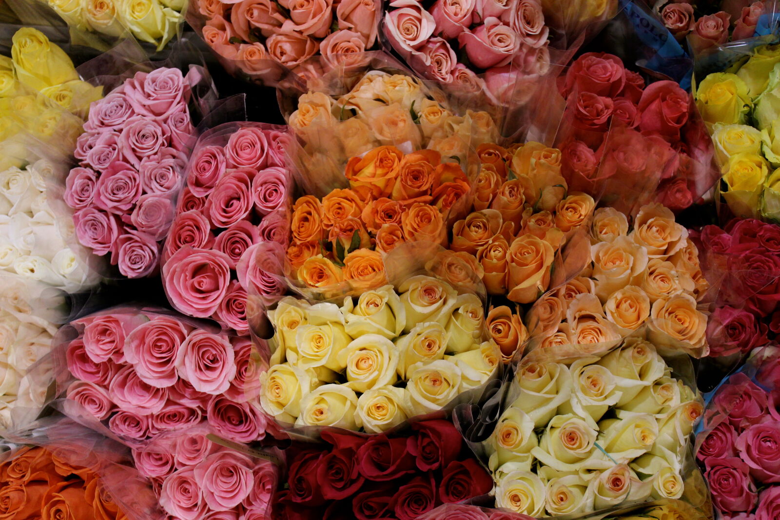Canon EOS 1200D (EOS Rebel T5 / EOS Kiss X70 / EOS Hi) sample photo. A, dozen, roses, choice photography