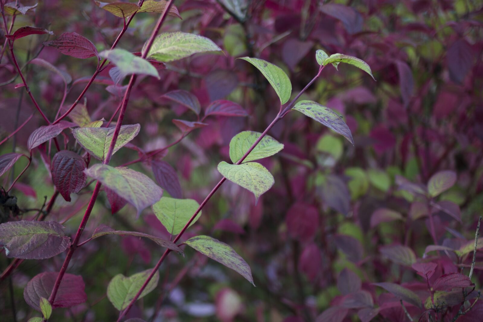 Canon EOS 70D sample photo. Bush, autumn, fall colors photography