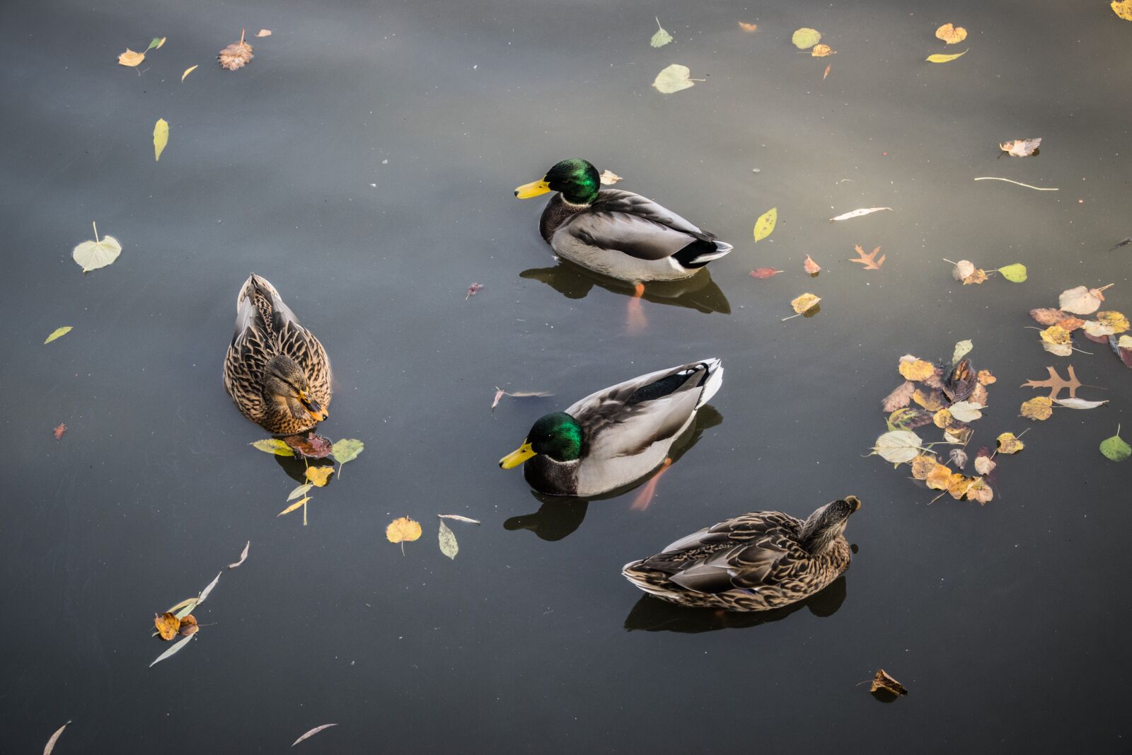 Nikon D5300 sample photo. Surface, ducks, water photography
