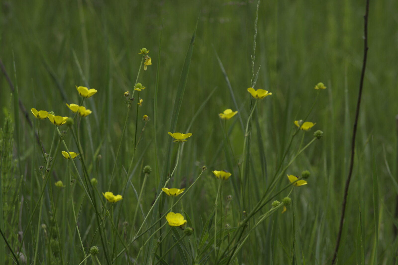 Nikon D3100 sample photo