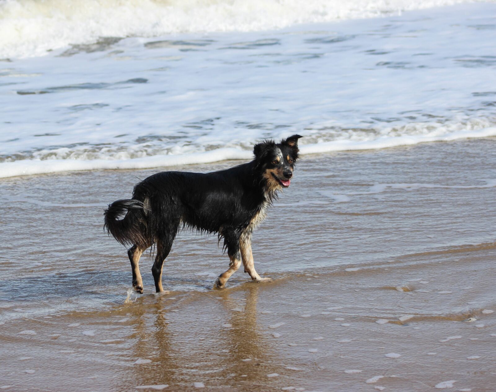 Canon EOS 600D (Rebel EOS T3i / EOS Kiss X5) sample photo. Border collie, sea, beach photography